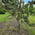 Pinus nigra Oregon Green - Foto 5
