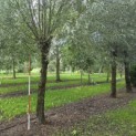 Salix Alba - 1