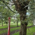 Salix Alba - 2