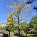 Gleditsia triacanthos 'Sunburst' - oktober 2026