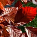 Fagus sylvatica 'Atropunicea' - impressie blad rode beuk