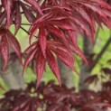Acer palmatum 'Trompenburg' - Foto 6