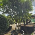 Osmanthus x Burkwoodii - 1