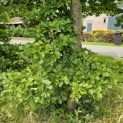 Fagus sylvatica - 5
