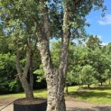 Quercus Suber - 2
