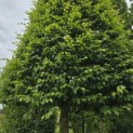 Carpinus betulus Fastigiata - 5