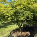Acer palmatum 'Dissectum' - 2