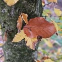 Fagus sylvatica 'Atropunicea' - 6