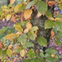 Fagus sylvatica 'Atropunicea' - 5