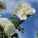 Hibiscus syriacus 'White Chiffon' - 3