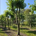 Platanus x Hispanica - 4