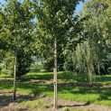Prunus avium 'Regina' - Foto 3