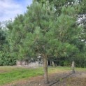 Pinus nigra - 3