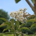 Lagerstroemia 'Natchez' - 1