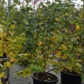 Tilia cordata 'Winter Orange' - 1