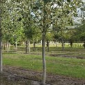 Liriodendron tulipifera 'Snowbird' - Foto 1