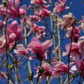 Magnolia 'Galaxy' - 2