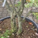 Quercus ilex - 1