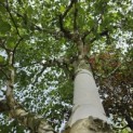 Betulus utilis Doorenbos (Jacquemontii) - Foto 3