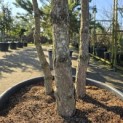 Pinus nigra 'Nigra' - 5
