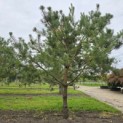 Pinus sylvestris - Foto 3