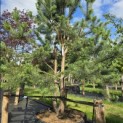 Pinus sylvestris - Foto 3
