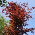 Fagus sylvatica 'Atropunicea' - juni 2024