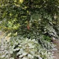 Fagus sylvatica 'Atropunicea' - juni 2024