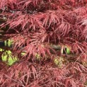 Acer palmatum 'Garnet' - 5
