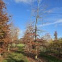 Fagus sylvatica 'Atropunicea' - 3