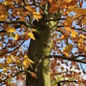Fagus sylvatica 'Atropunicea' - 4