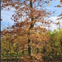 Fagus sylvatica 'Atropunicea' - gebogen stam nov 2025