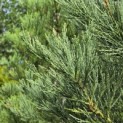 Sequoiadendron Giganteum Healthy Mammoth One - Foto 4