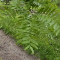 Gleditsia triacanthos ‘Inermis’ - Foto 2