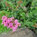 Lagerstroemia indica 'Rosea' - 4