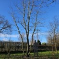 Platanus x hispanica - Foto 2