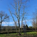 Platanus x hispanica - Foto 3