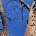 Acer griseum x nikoense - Foto 2
