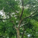 Gymnocladus dioica - 3