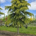 Cedrus deodara 'Aurea' - 4