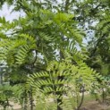 Gleditsia triacanthos ‘Draves' - 4