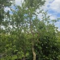 quercus suber - 3