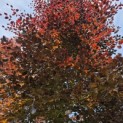 Fagus sylvatica 'Atropunicea' - Foto 3