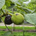 Juglans regia 'Cyril' - impressie grote walnoot Cyril