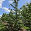 Cedrus deodara - 2