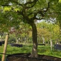 Acer palmatum 'Dissectum' - Foto 1
