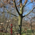 Carpinus betulus - 8