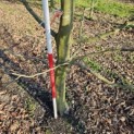 Carpinus betulus - 7
