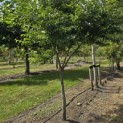 Styrax japonicus - 5