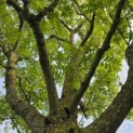 Pterocarya fraxinifolia - 5